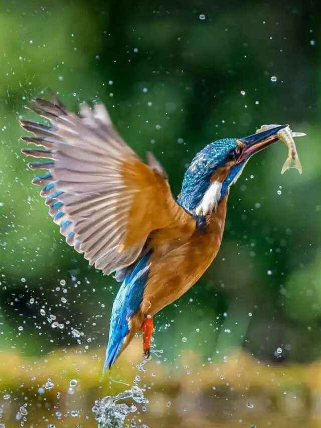 Top 10 Most Beautiful Birds in World.