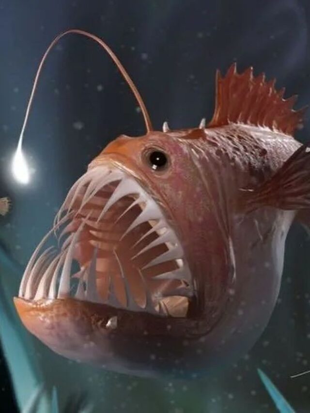 Top 10 beautiful sea animals that only found at the deep in the ocean.