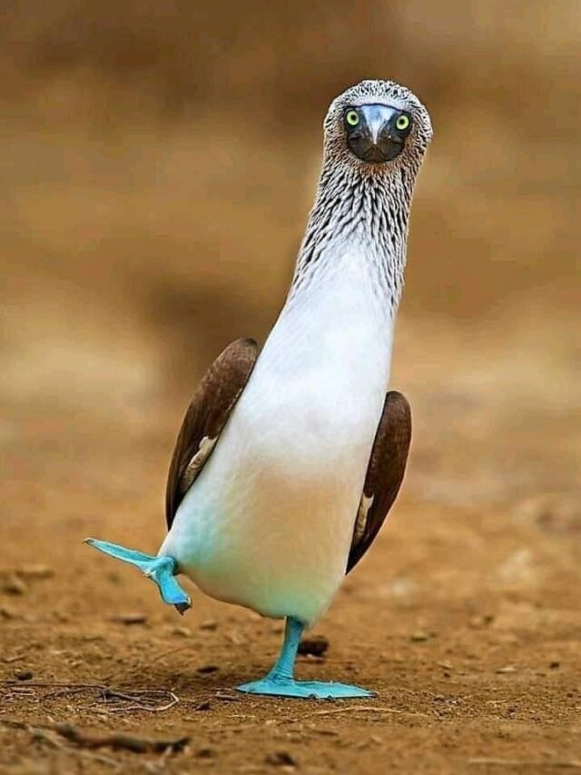 Top 10 unique animals of world