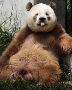 Brown Panda