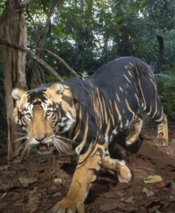 9d6501cdef724296b88e44d7e6628d8c_532403427_3424262747742247_1001552043879506861_n