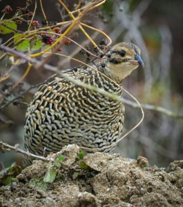 Sand grouse