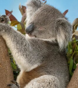 Koalas