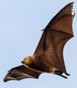 Flying fox